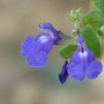 Salvia chamaedryoides Flor