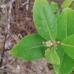 Psorospermum febrifugum Blüte