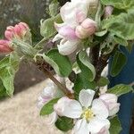 Malus domesticaFlower