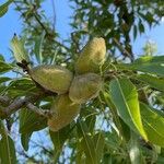 Prunus dulcis Froito