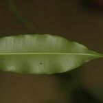 Parahancornia fasciculata Blad