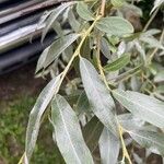Salix alba Hostoa