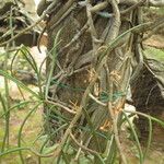 Tridactyle filifolia Habit