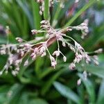 Luzula sylvatica Blomst