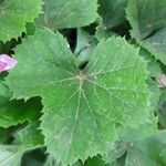 Pelargonium x hortorum Лист