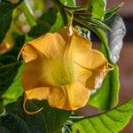 Brugmansia aureaBlodyn