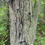 Chamaecyparis thyoides Bark