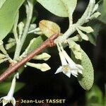 Elaeagnus multiflora Flower