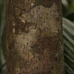 Gustavia hexapetala Bark