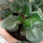 Saintpaulia ionantha Flor