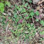 Trifolium hirtum برگ