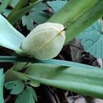 Colchicum autumnale Frucht