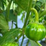 Solanum aethiopicum Fruit