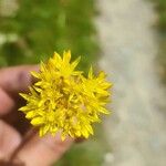 Petrosedum montanum Blüte