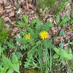 Aposeris foetida Flower