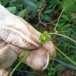 Dalechampia scandens Λουλούδι