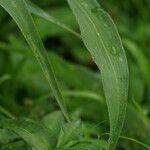 Paspalum paniculatum Leaf