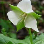Trillium flexipes Flor