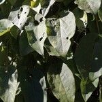 Aristolochia macrophylla葉