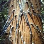 Oncosperma horridum Bark