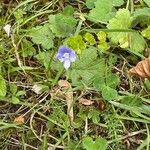 Veronica filiformis Foglia