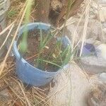 Dipcadi longifolium पत्ता
