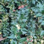 Berberis verruculosa Leaf