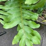 Drynaria quercifolia ഇല