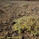 Zygophyllum simplex Habit