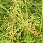 Cyperus tuberosus Yeri