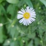 Symphyotrichum ericoides Květ