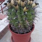 Ferocactus herrerae Corteccia