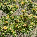 Carlina salicifolia Лист