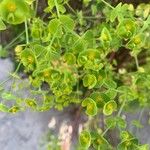 Euphorbia segetalis 葉