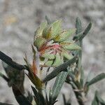 Helianthemum syriacum Lorea