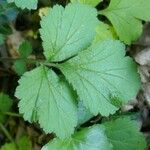 Geum urbanum Leaf