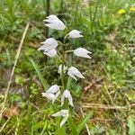 Cephalanthera longifoliaBlomst