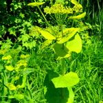 Smyrnium perfoliatum Çiçek