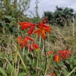 Crocosmia x crocosmiiflora Flor