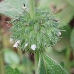 Leucas martinicensis Flower