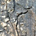 Erythrina abyssinica Bark