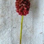 Sanguisorba officinalis Flor