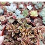 Crassula capitella Leht