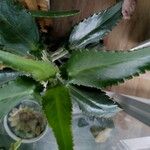 Kalanchoe ceratophylla Листок