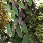 Elaphoglossum hybridum 葉