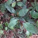 Psychotria suterella Hoja