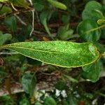 Pittosporum deplanchei Blad