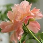 Paeonia mascula പുഷ്പം