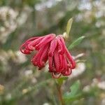Grevillea speciosa Lorea