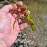 Potamogeton nodosus 葉